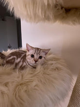 Laden Sie das Bild in den Galerie-Viewer, Naturkratzbaum Leo & Sarabi