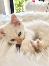 Laden Sie das Bild in den Galerie-Viewer, Naturkratzbaum Coco, Nala, Simba & Bailey