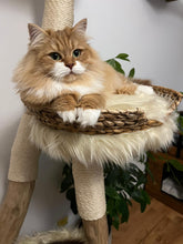 Laden Sie das Bild in den Galerie-Viewer, Naturkratzbaum Katzen vom Wästertal