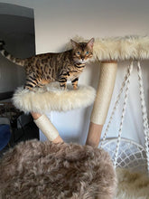 Laden Sie das Bild in den Galerie-Viewer, Naturkratzbaum Leo & Sarabi