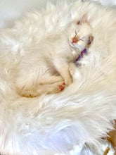 Laden Sie das Bild in den Galerie-Viewer, Naturkratzbaum Coco, Nala, Simba & Bailey