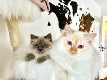 Laden Sie das Bild in den Galerie-Viewer, Naturkratzbaum Coco, Nala, Simba & Bailey