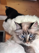 Laden Sie das Bild in den Galerie-Viewer, Naturkratzbaum Elli & Ella