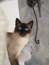 Laden Sie das Bild in den Galerie-Viewer, Naturkratzbaum Minnie, Pieps, Hector, Mia, Lias & Amelie