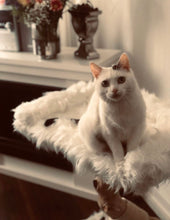 Laden Sie das Bild in den Galerie-Viewer, Mini - Naturkratzbaum Mellow