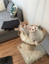 Laden Sie das Bild in den Galerie-Viewer, Mini - Naturkratzbaum Joko & John