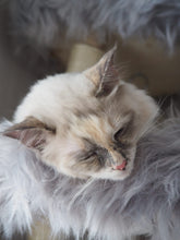 Laden Sie das Bild in den Galerie-Viewer, Naturkratzbaum Minnie, Pieps, Hector, Mia, Lias & Amelie