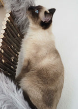 Laden Sie das Bild in den Galerie-Viewer, 3 Komponenten Set Minnie, Pieps, Hector, Mia, Lias & Amelie