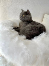 Laden Sie das Bild in den Galerie-Viewer, Naturkratzbaum Mio & Django