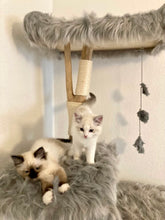 Laden Sie das Bild in den Galerie-Viewer, Naturkratzbaum Tabby & Quinn