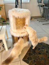 Laden Sie das Bild in den Galerie-Viewer, Doppelkatzenhocker Titano & Xaver