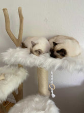 Laden Sie das Bild in den Galerie-Viewer, Naturkratzbaum Miley & Mogli