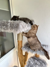 Laden Sie das Bild in den Galerie-Viewer, Naturkratzbaum Willi, Alischa, Ayla & Aslan
